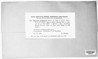 Puccinia recondita image
